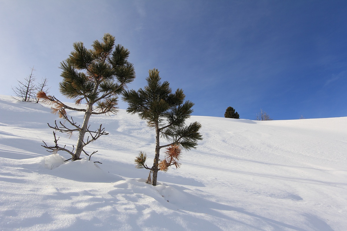 vicini vicini ... nella musica della montagna