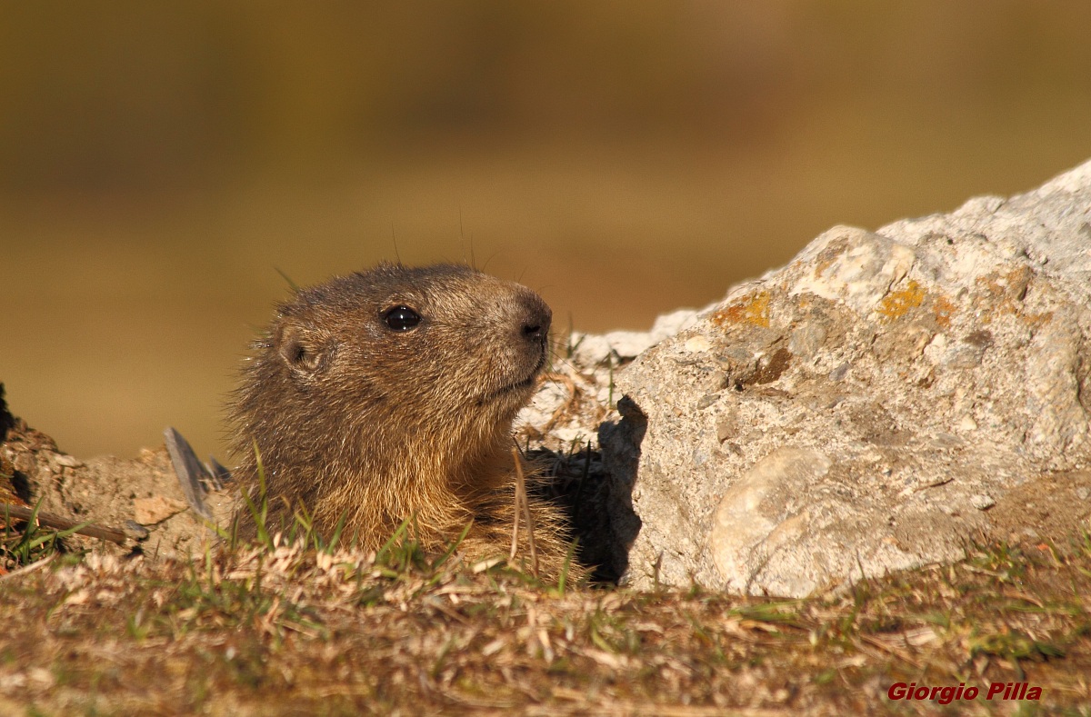marmotta