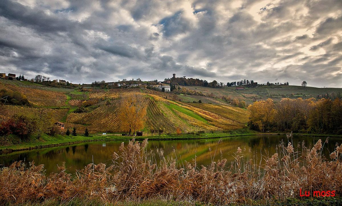 A pond in the vineyards