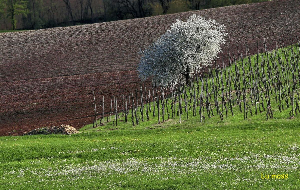 Reborn after the winter