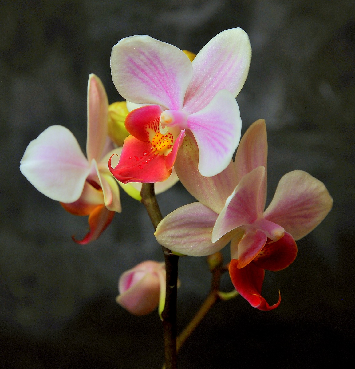 orchid