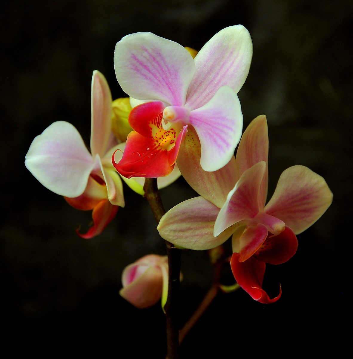 orchid