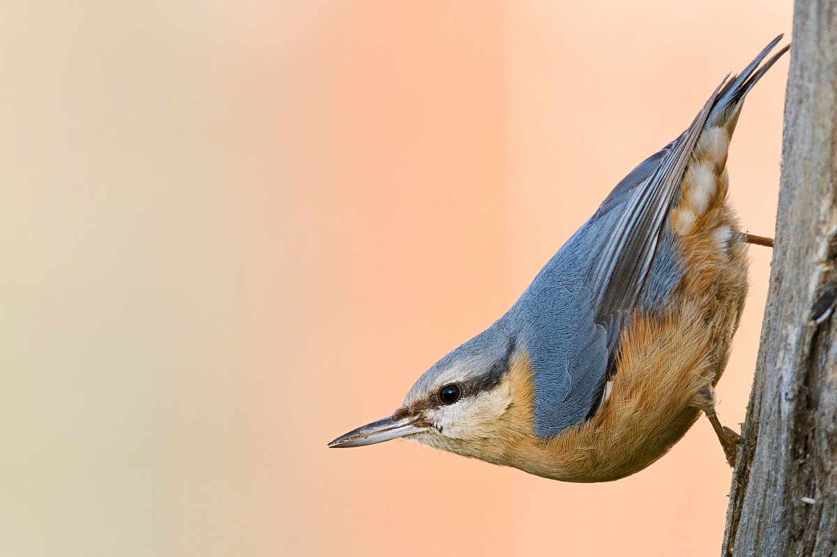 Nuthatch