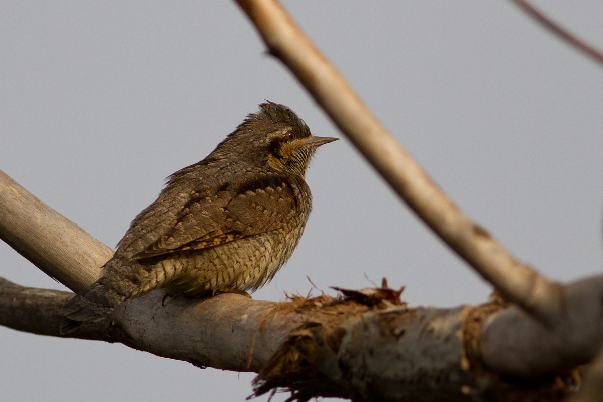 Il Torcicollo sverna a Fontana Candida