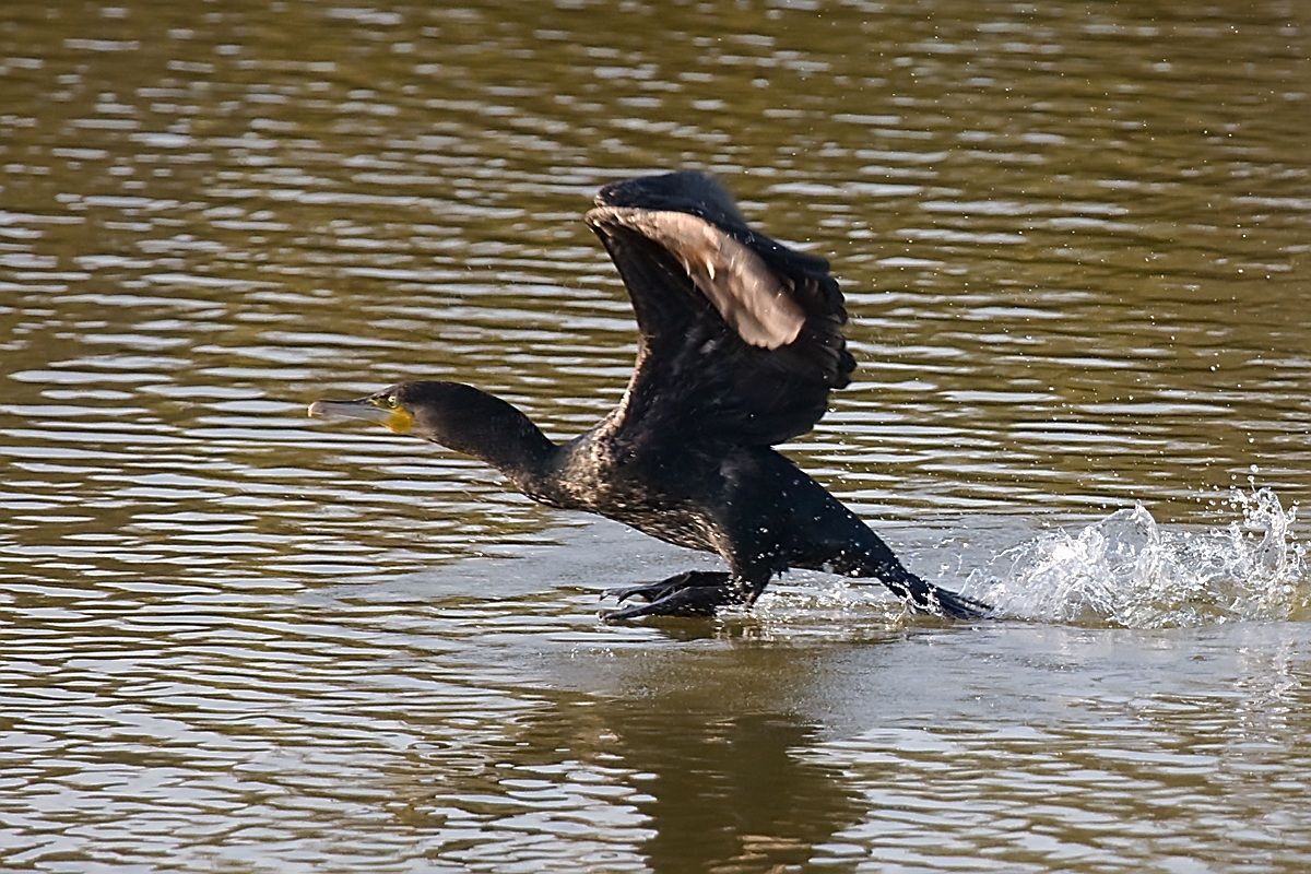 Cormorano