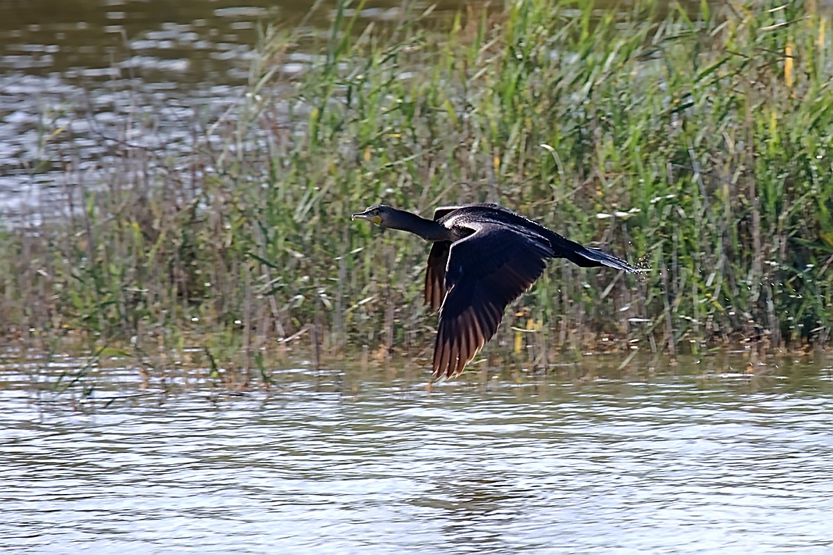 Cormorano in volo