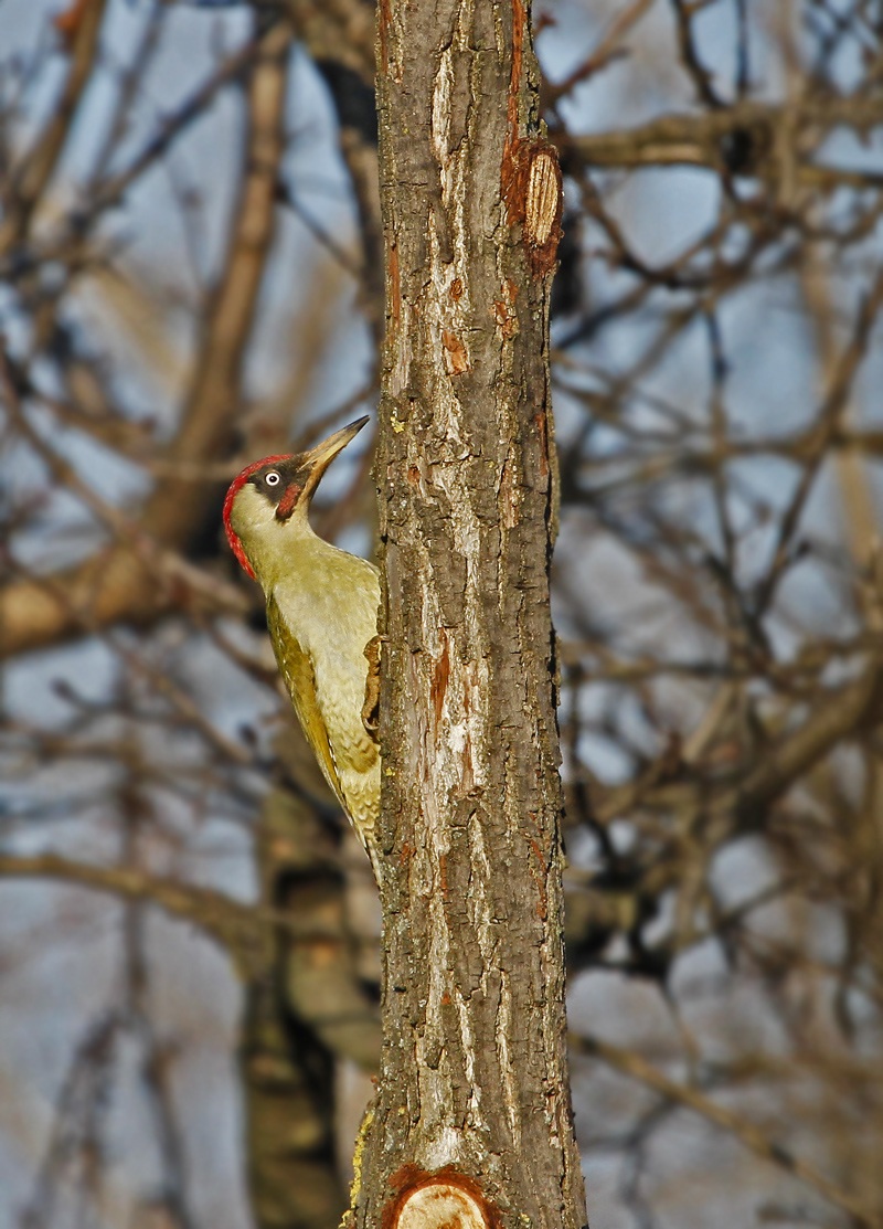 green woodpecker