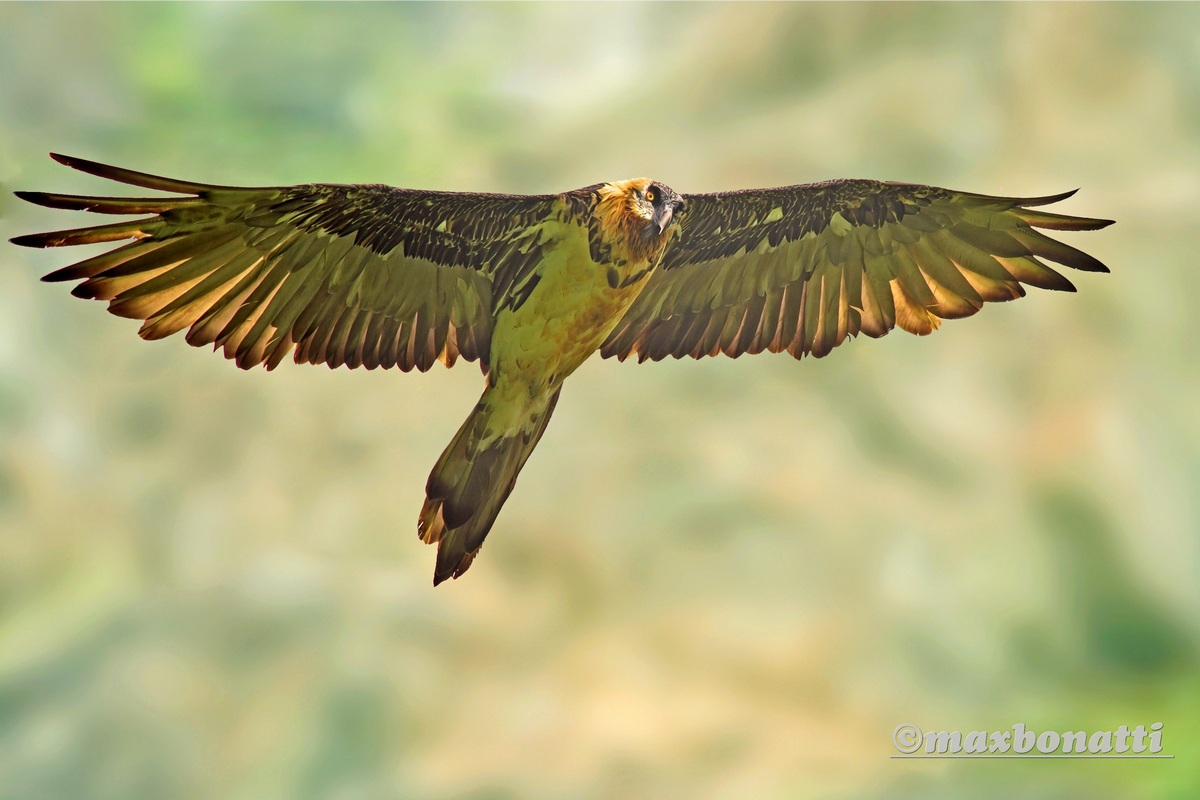 Bearded Vulture