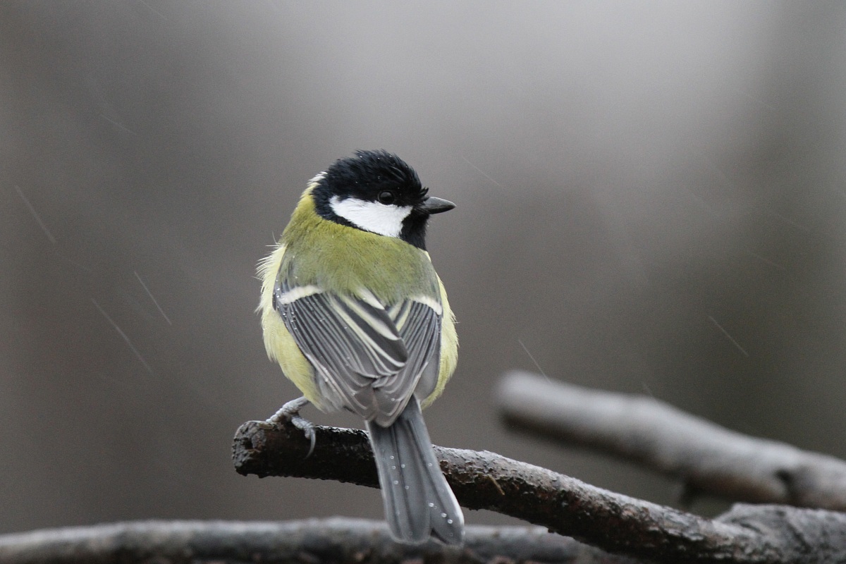 Great Tit