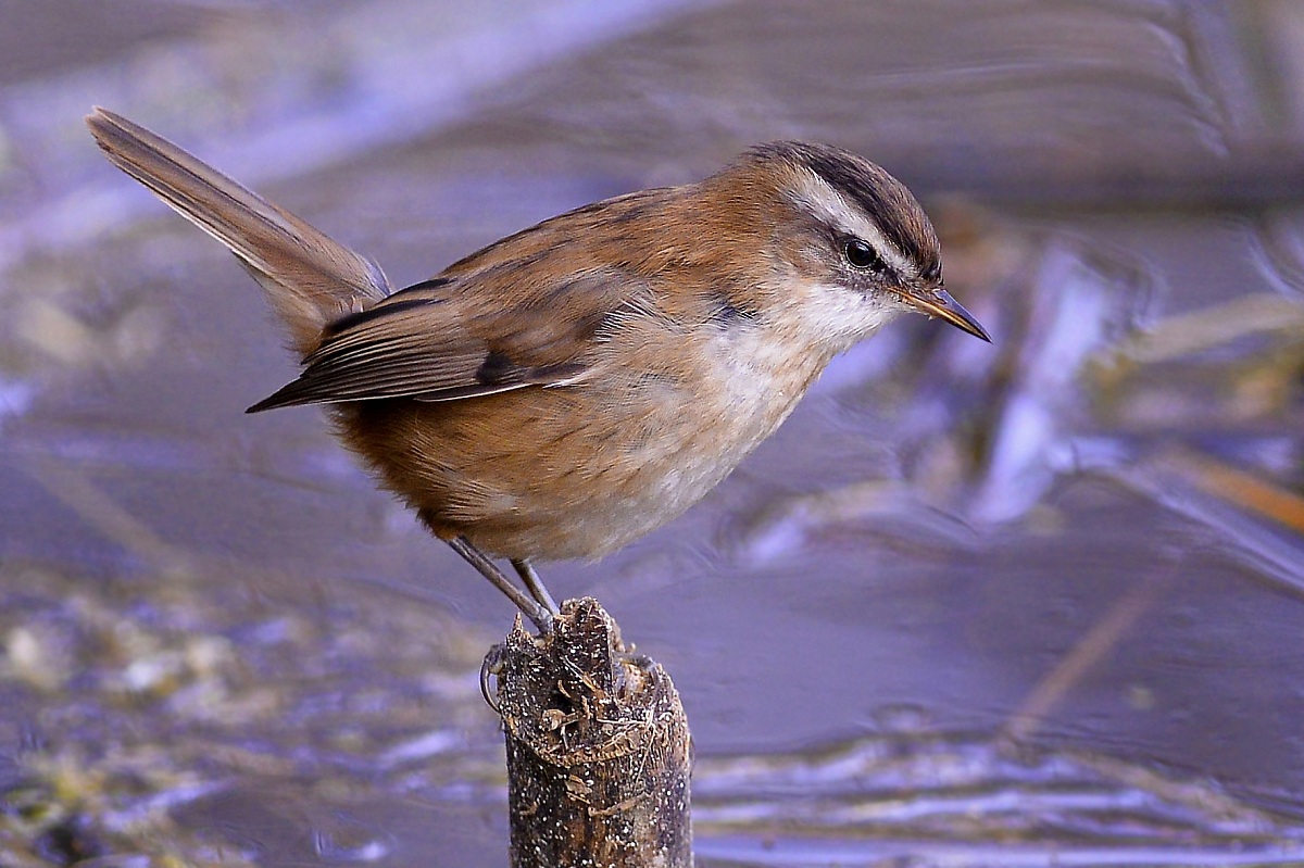 forapaglie castagnolo