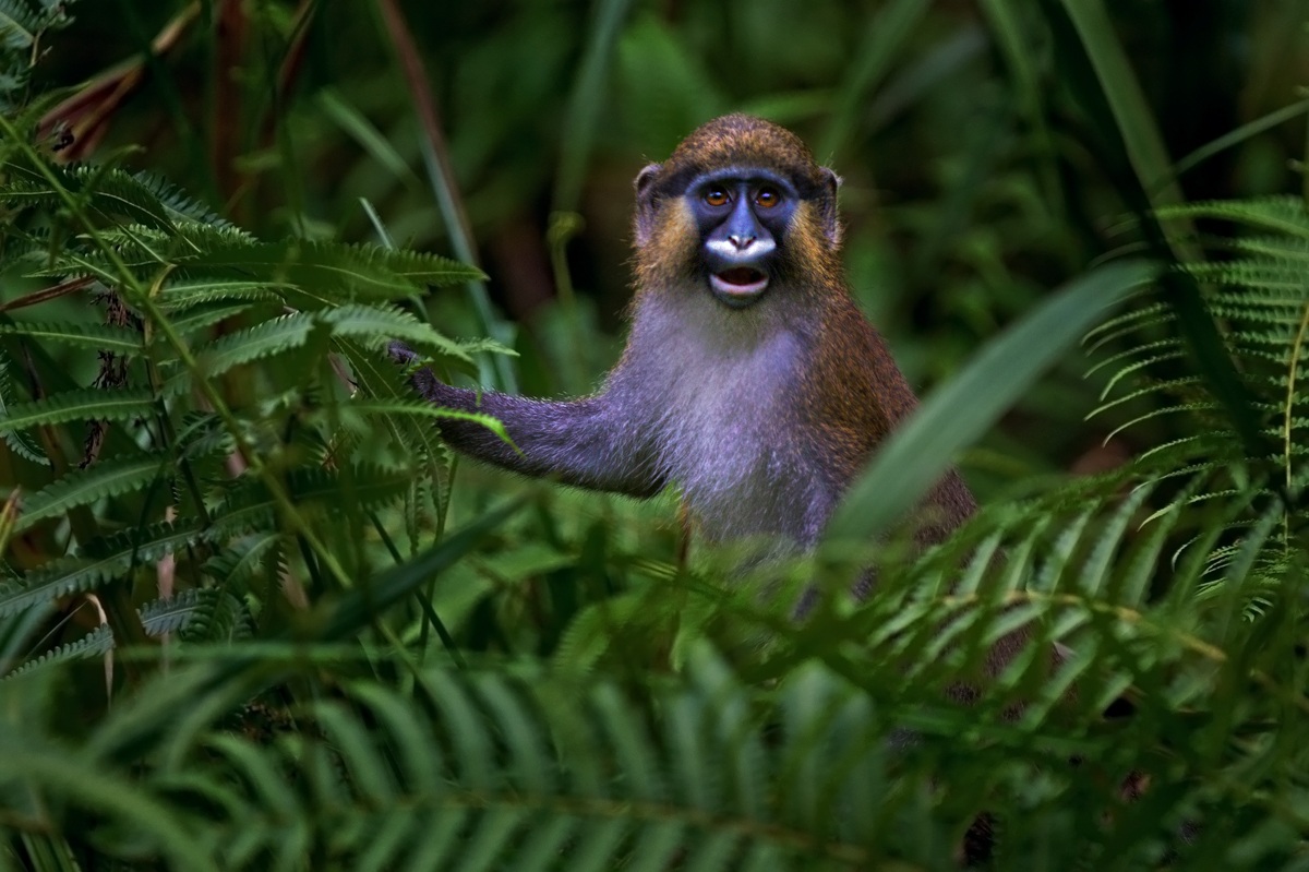 The 'other talponcino ......