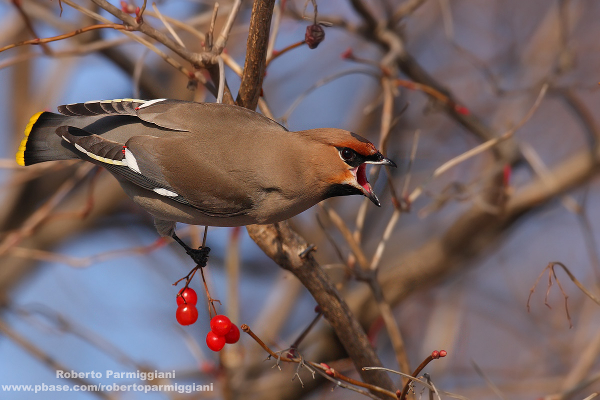 Beccofrusone aggressivo
