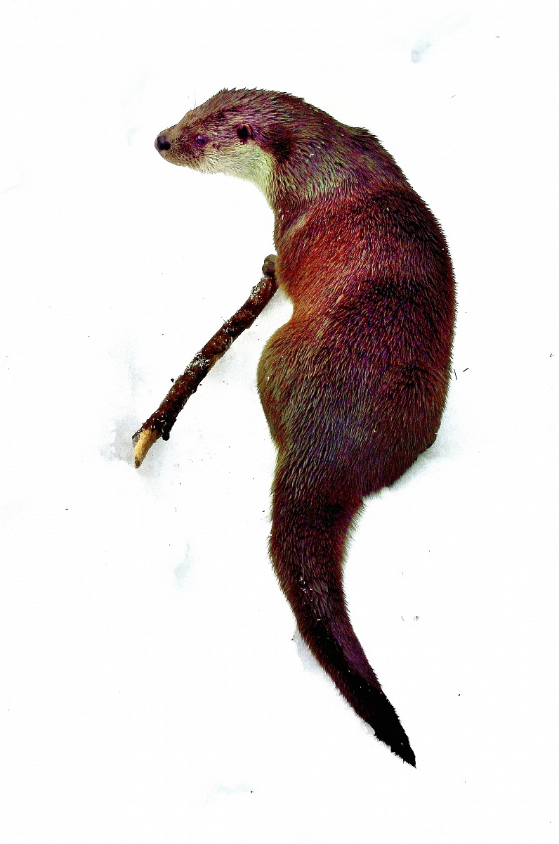 Bayerischen - Lontra