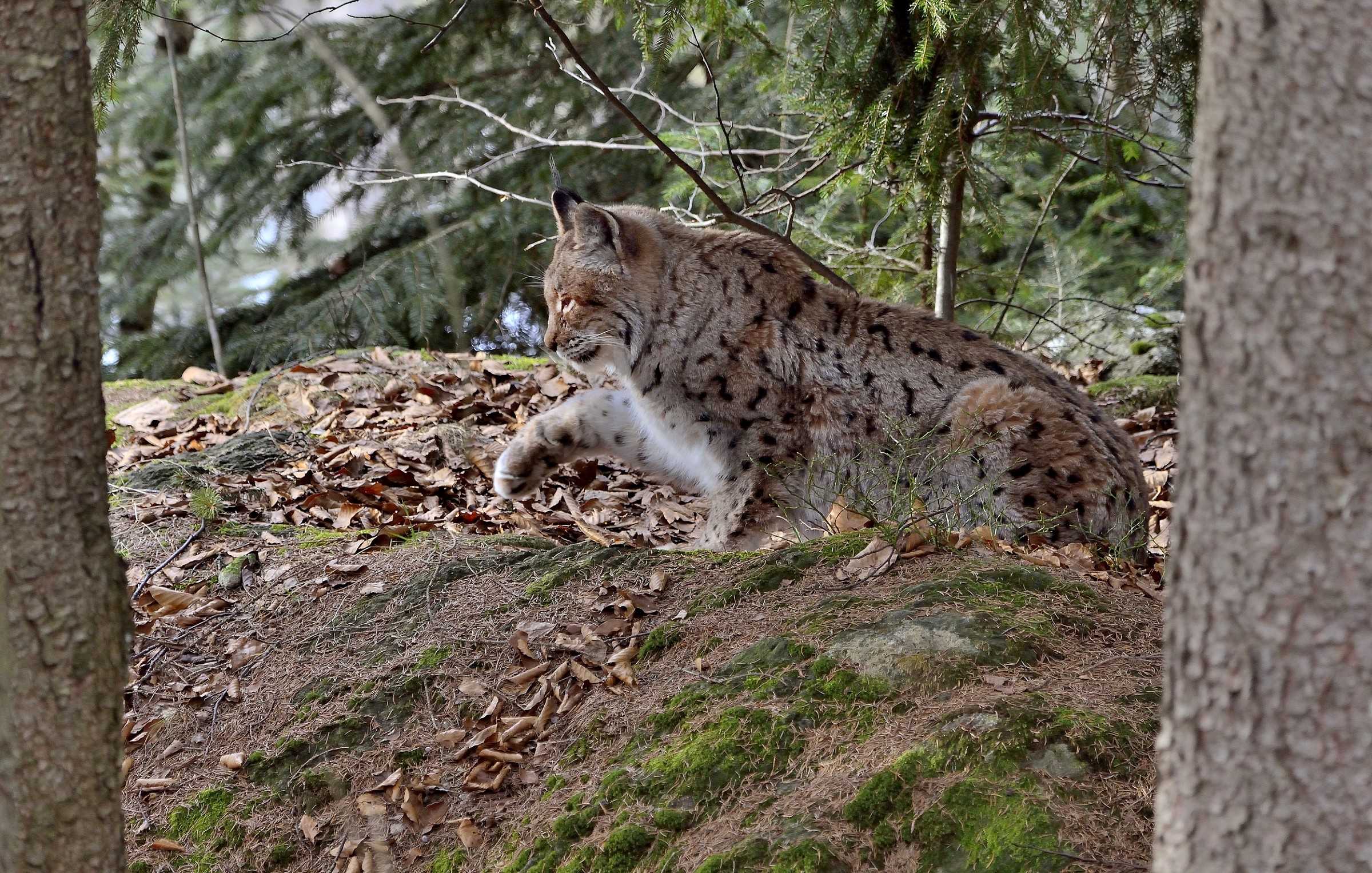 Bayerischen - Lince