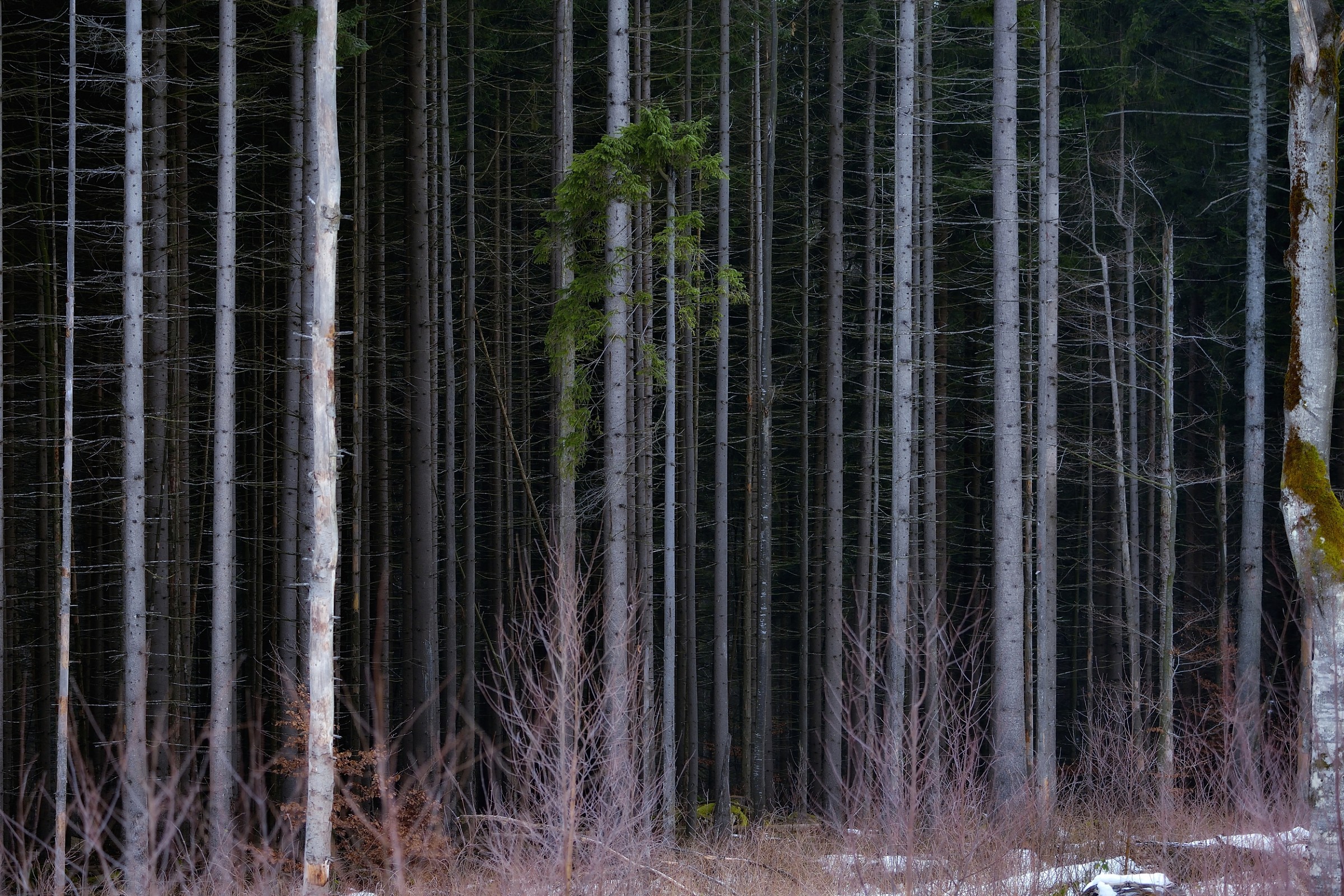 Bayerischen - Foresta 2