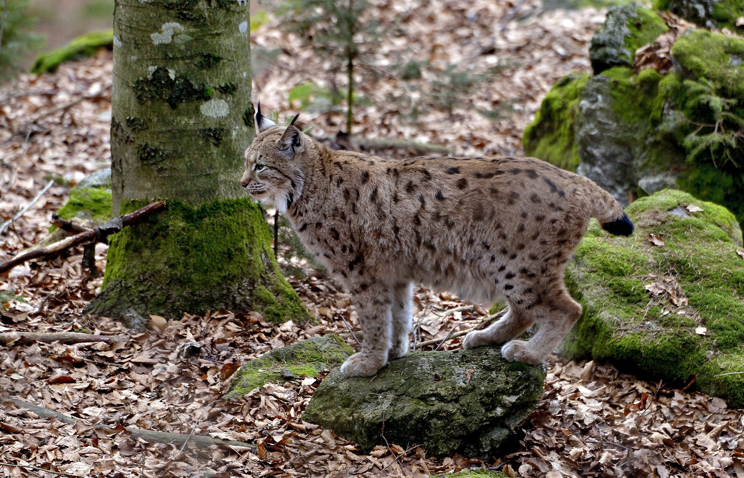 Bayerischen - Lince