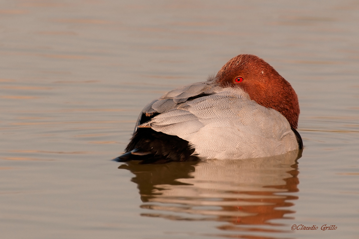 Pochard