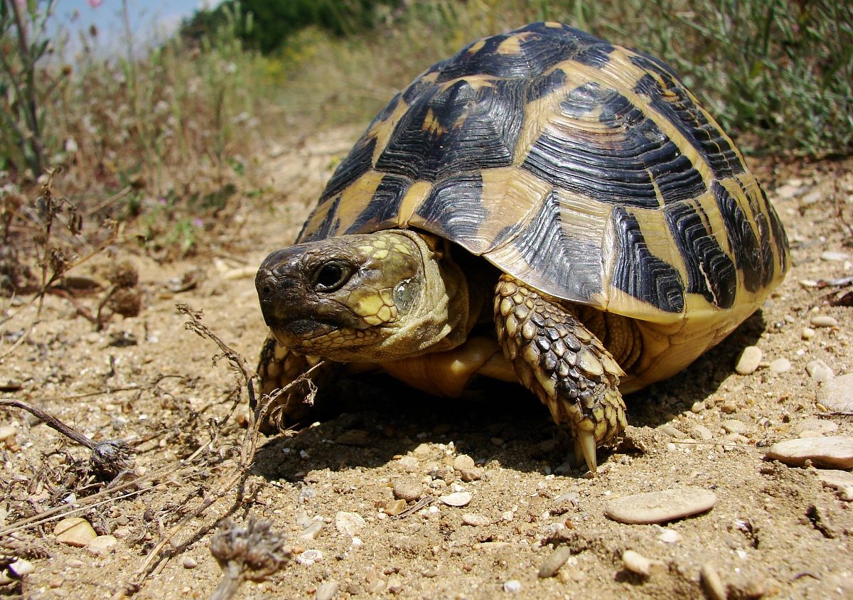 Testudo hermanni hermanni femmina