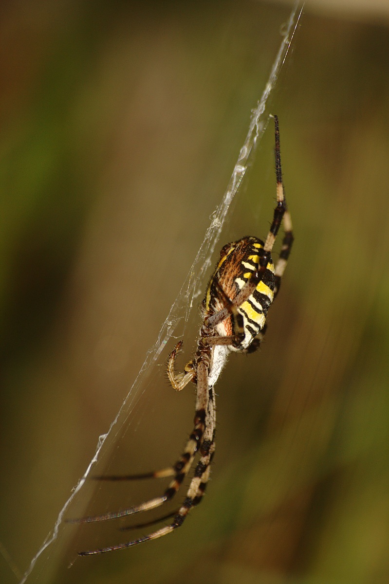Argiope bruennichi