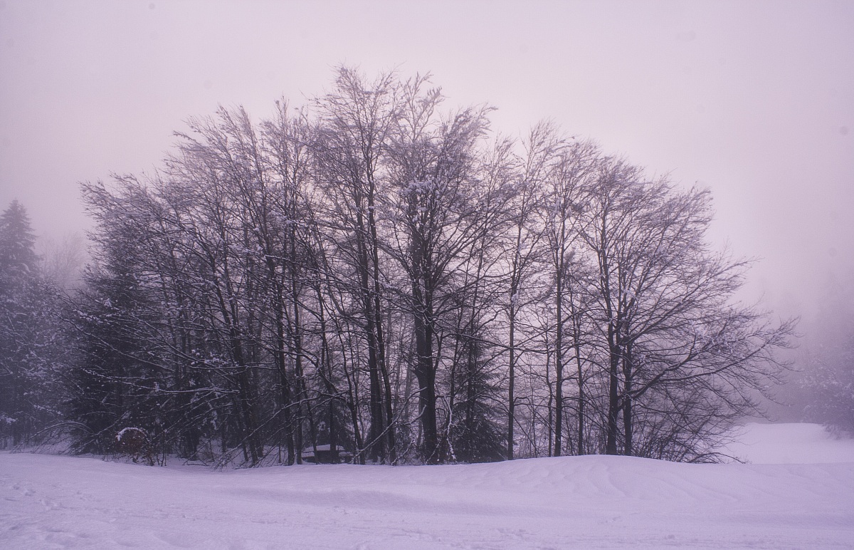 beech trees in winter