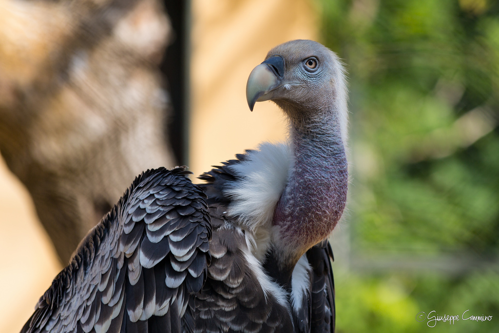 Vulture