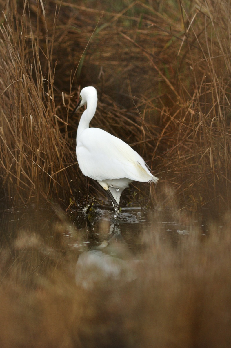 Egret