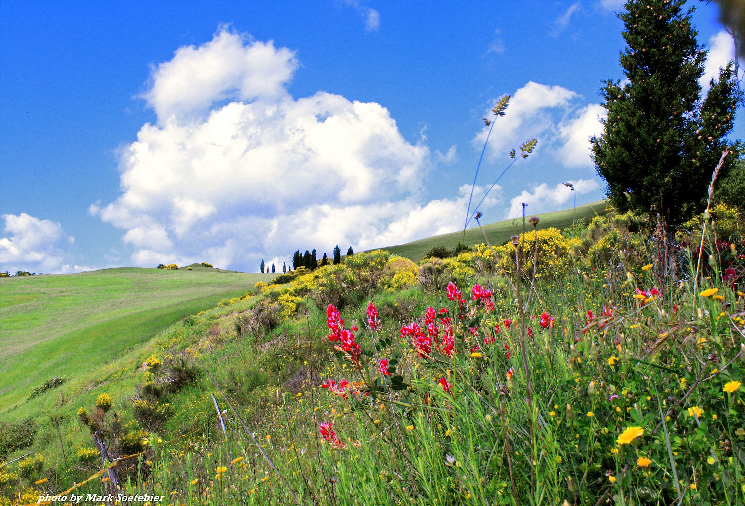 Van Gogh in Val D'Orcia