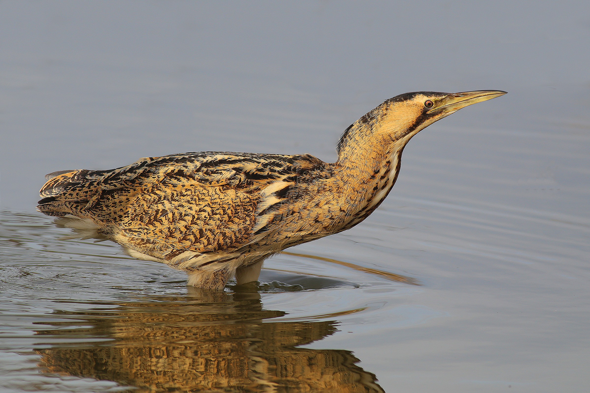 Bittern