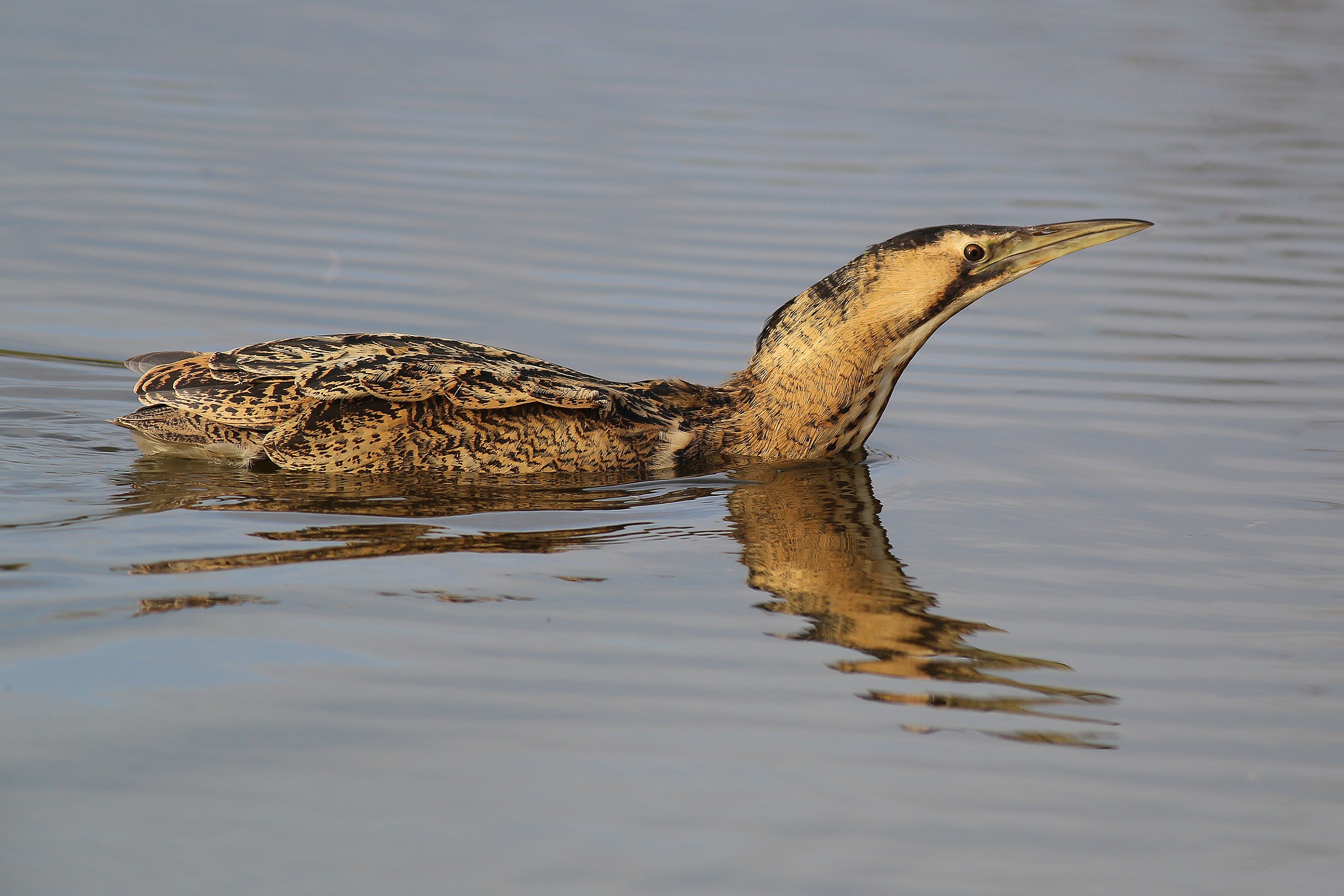Bittern