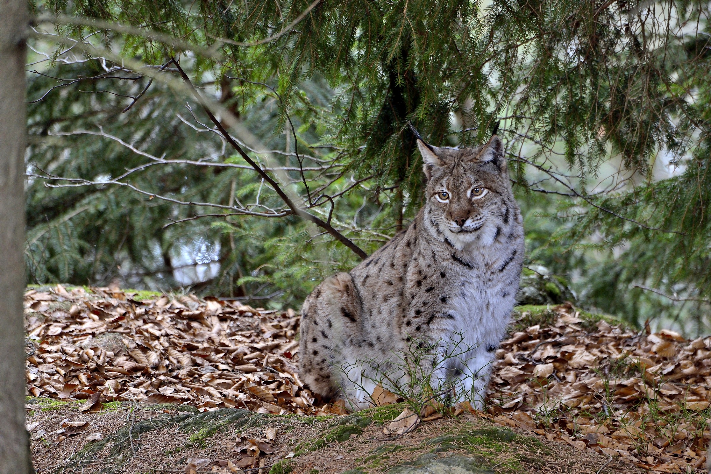 Bayerischen - Lince