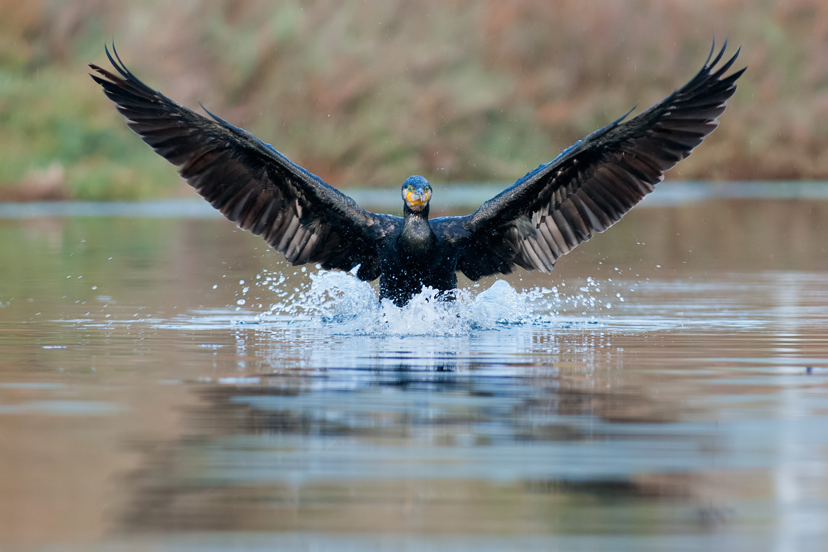 Cormorant incoming