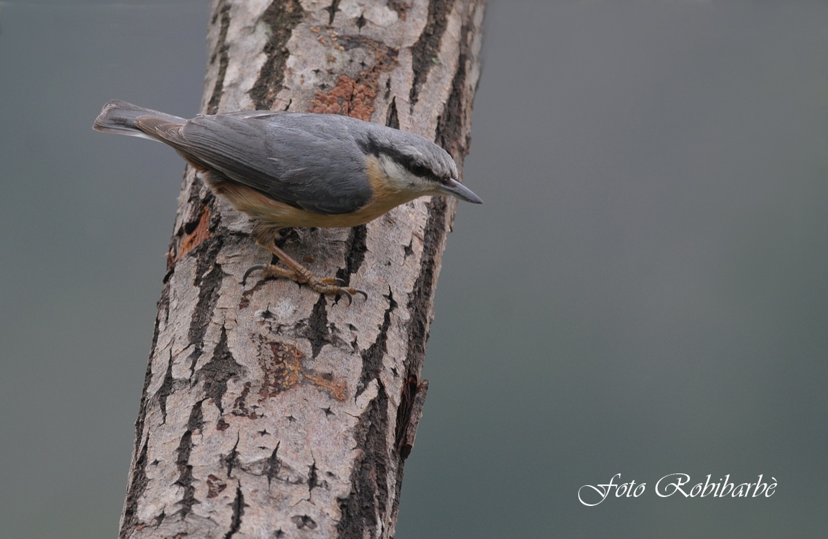 Picchio muratore .....