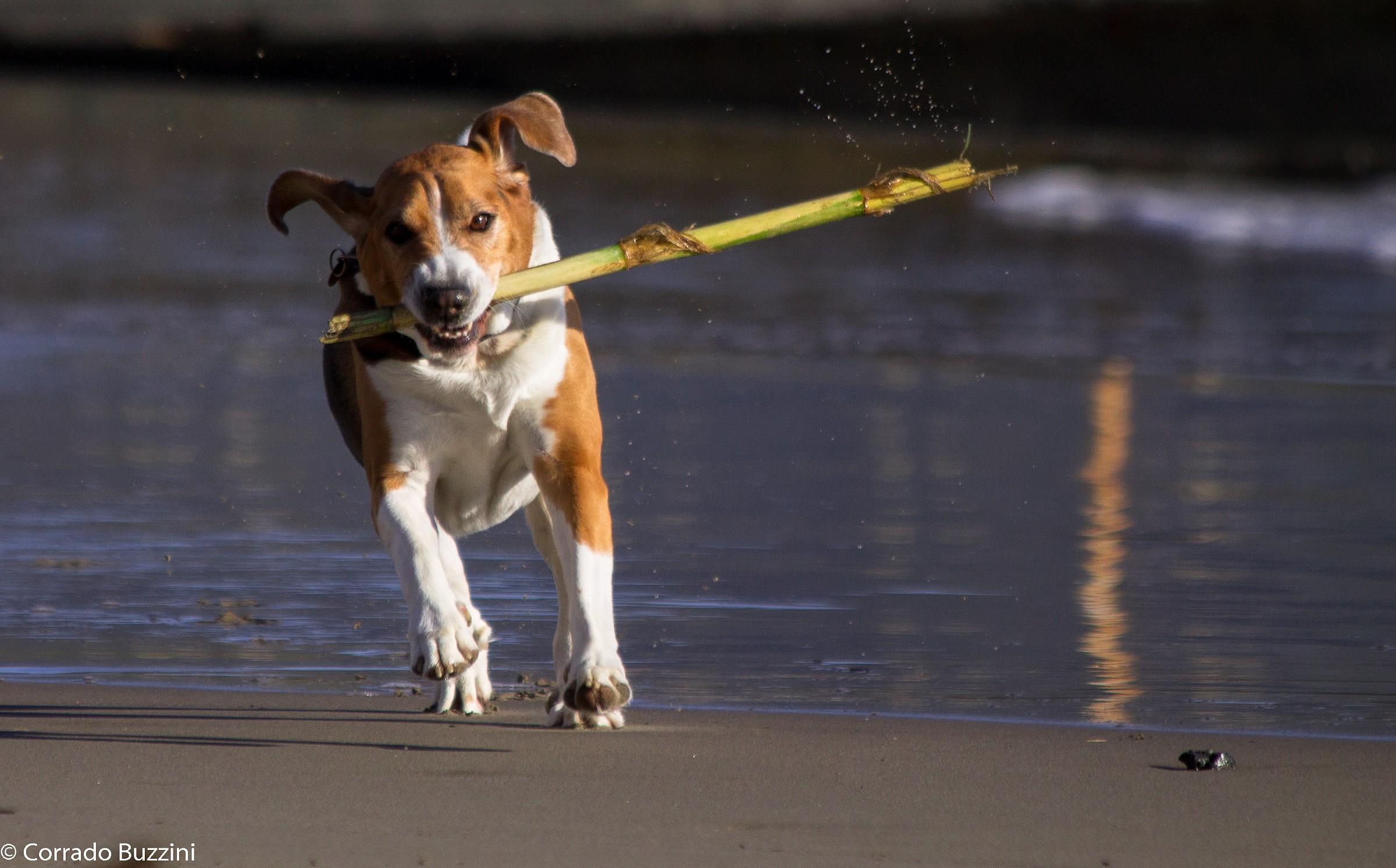 running on the beach