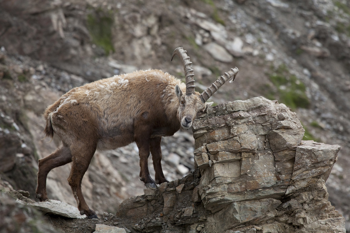 Stambecco. Grattatina.