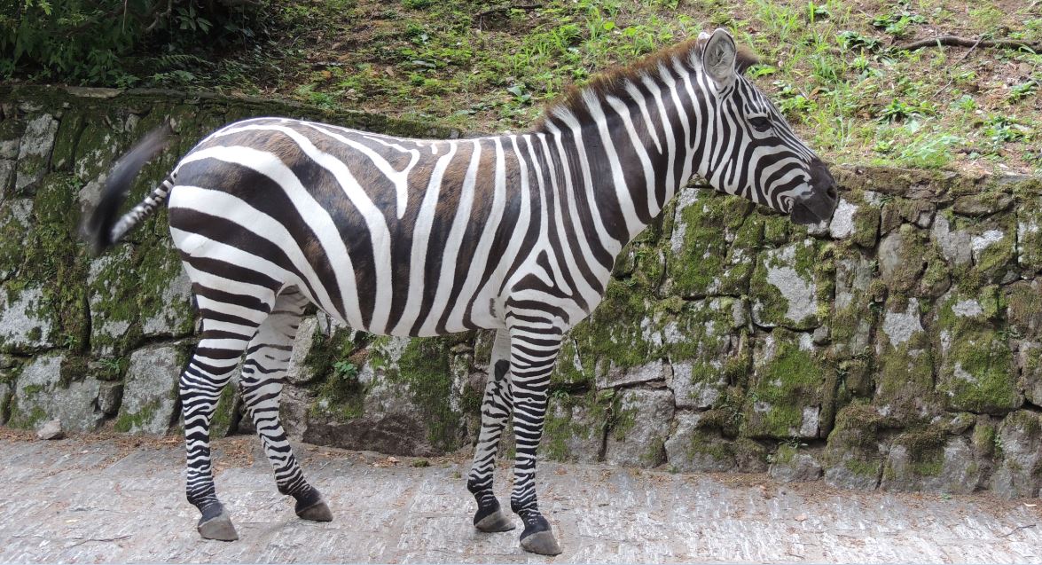 Zebra