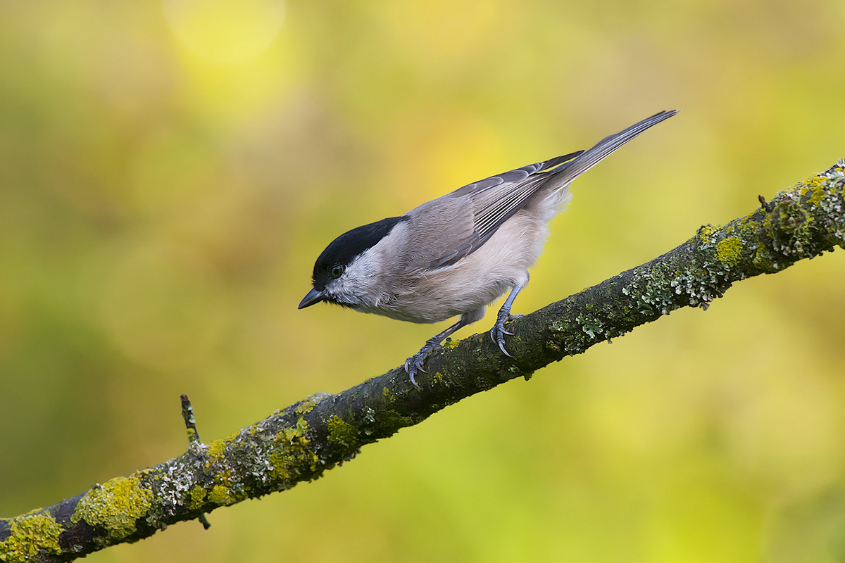 Chickadee in ... beaten ..