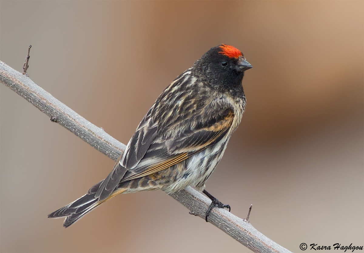 Rosso-fronteggiato Serin