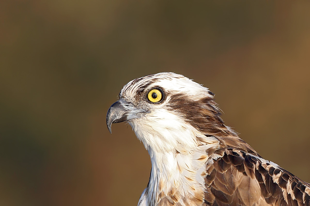 Osprey - Close Up