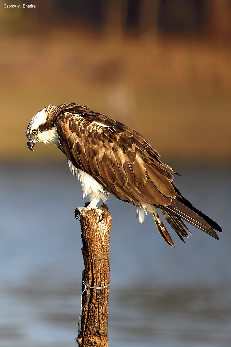 Osprey - Guardando fr Prey