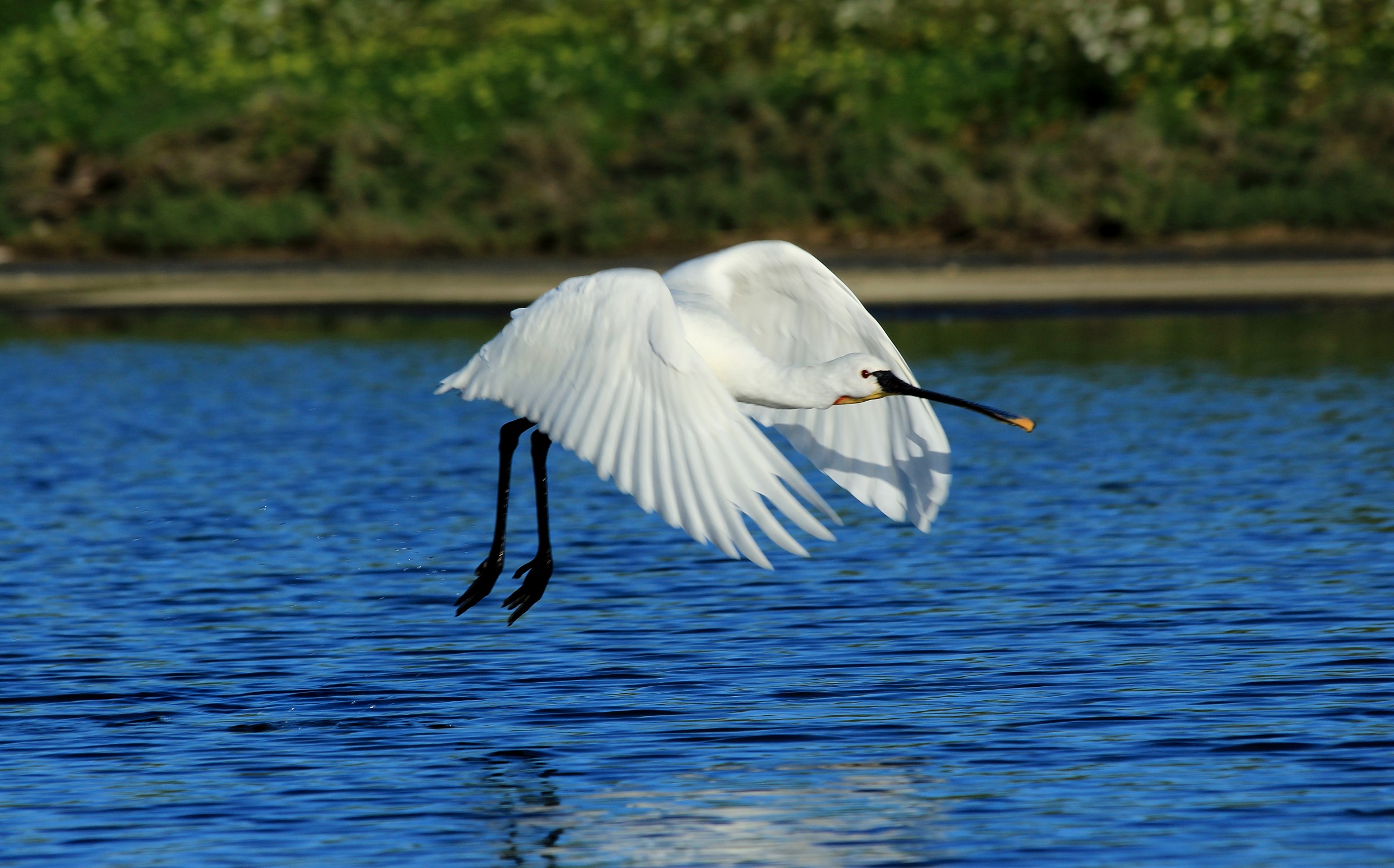 Spatola bianca: bassa quota