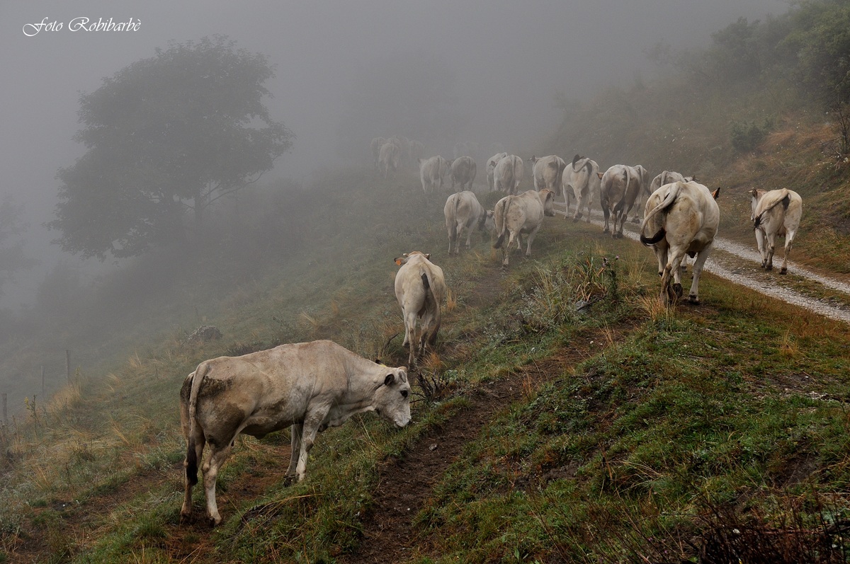 Piemontesi....sempre al lavoro anche con la nebbia...