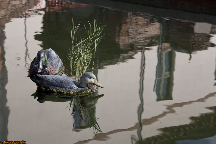 anatra d'acqua salmastra (comacchio)