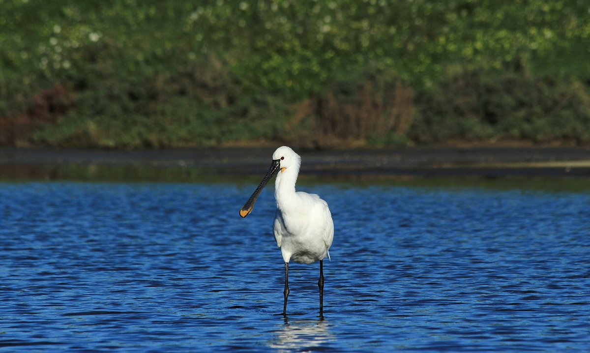 Spatola bianca: perlustrazione