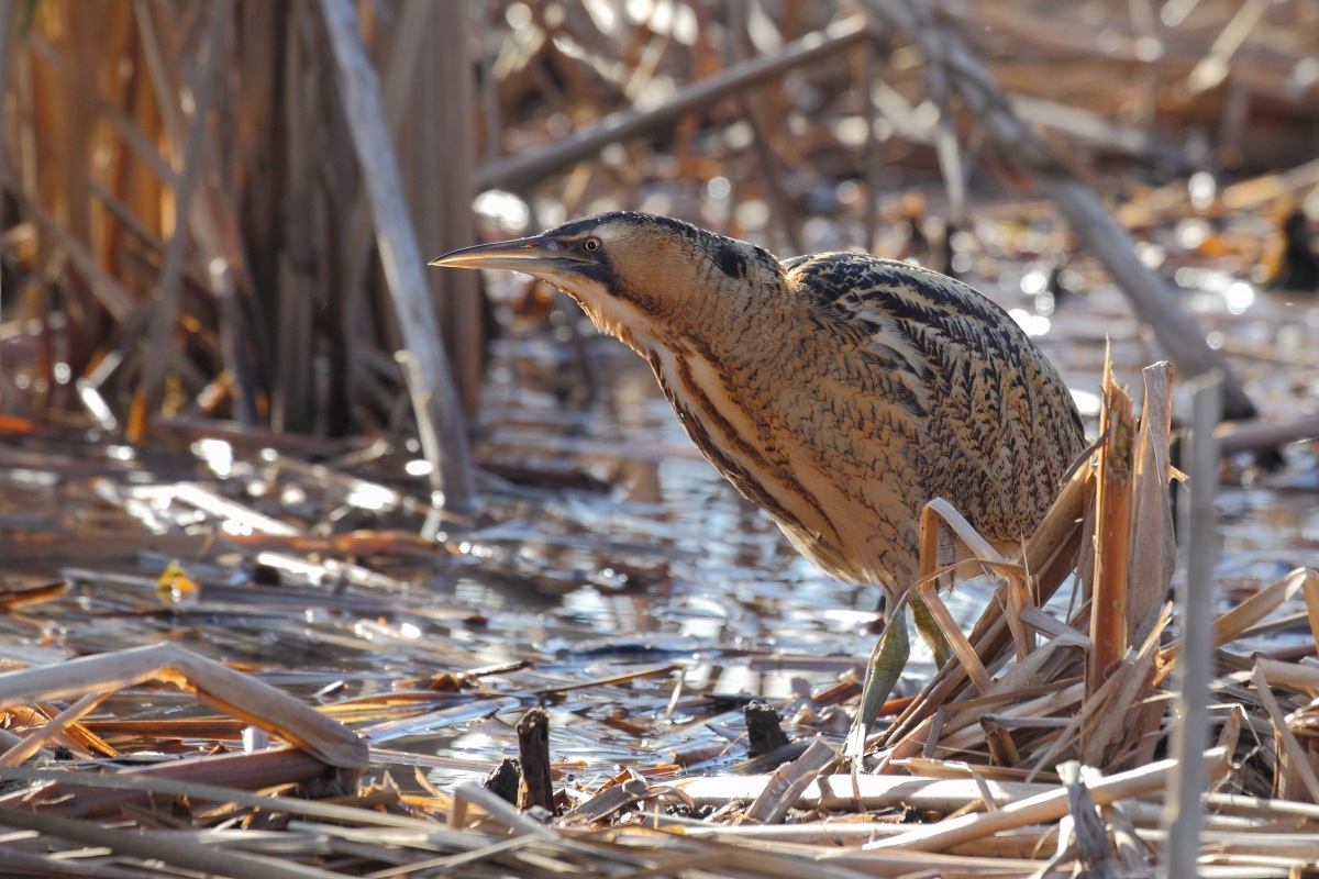 Bittern spiteful