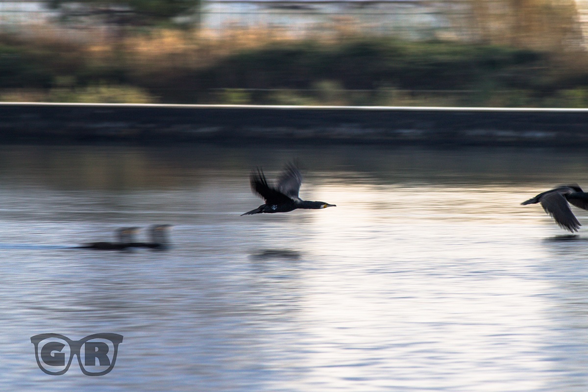 Cormorani in volo