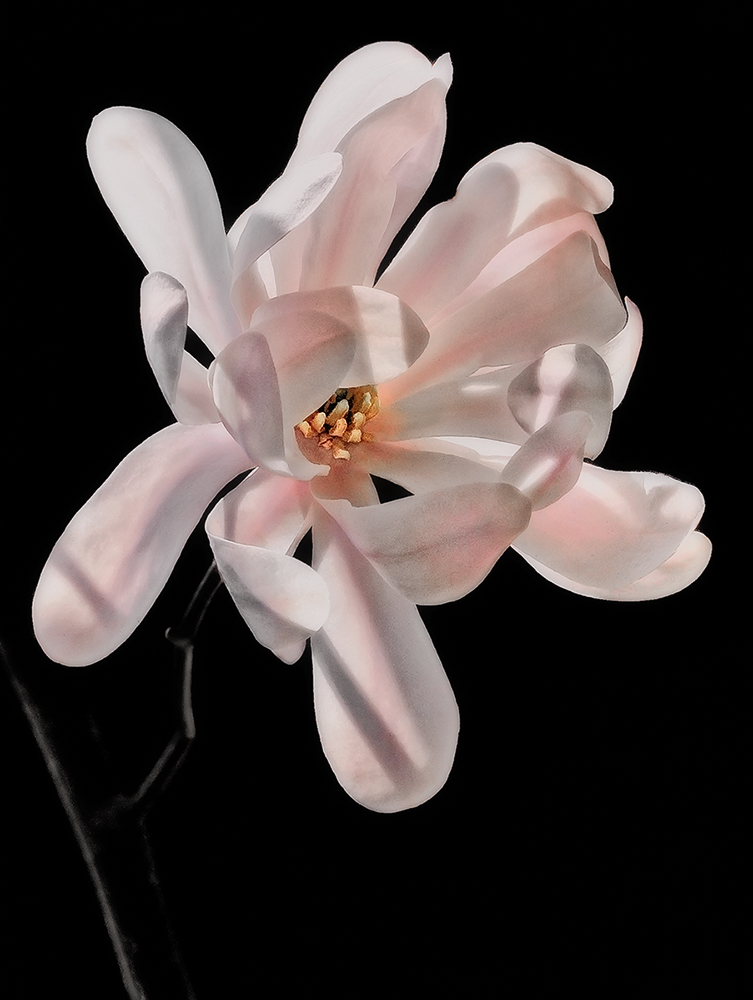 Luci e ombre sulla magnolia stellata