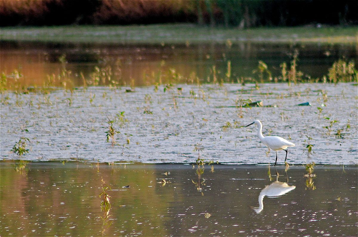 Garzetta (Valle dell'Inferno)