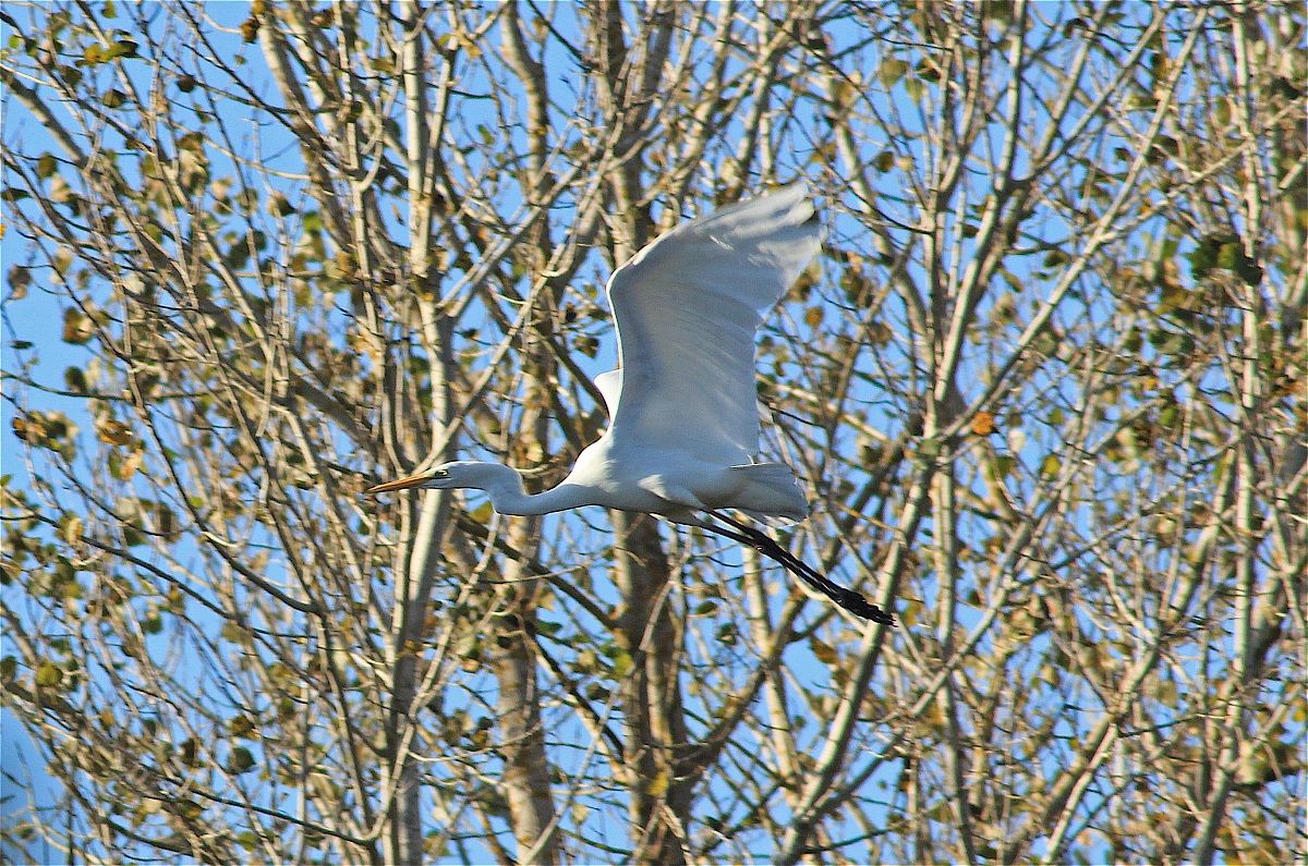 Airone Bianco Magiore