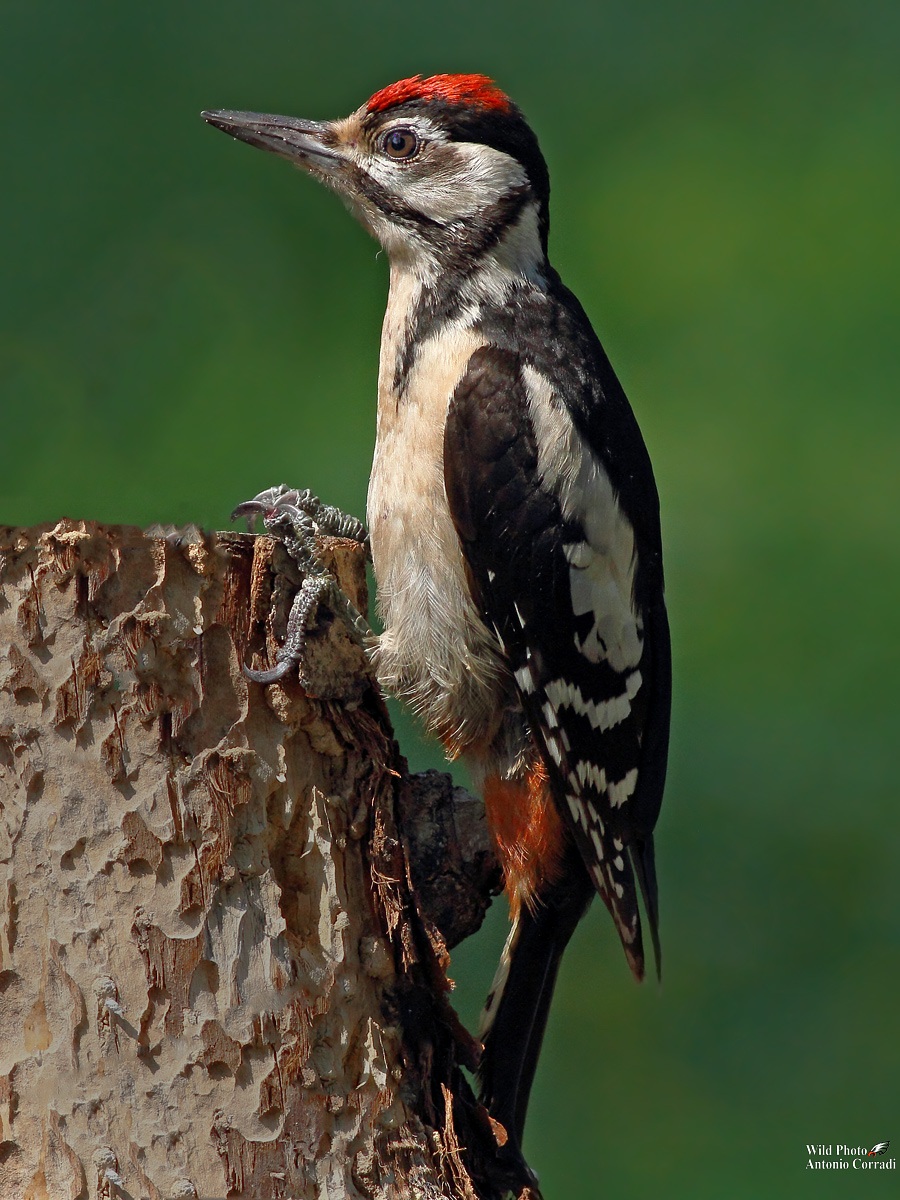 Giovane picchio rosso