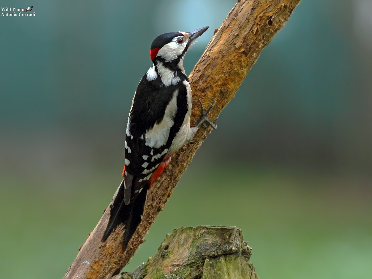 Picchio Rosso Maschio